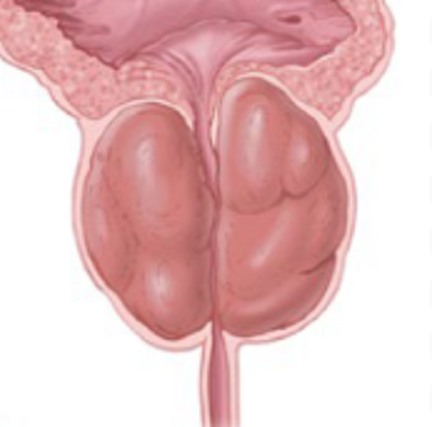 remedio para prostata tansulosina