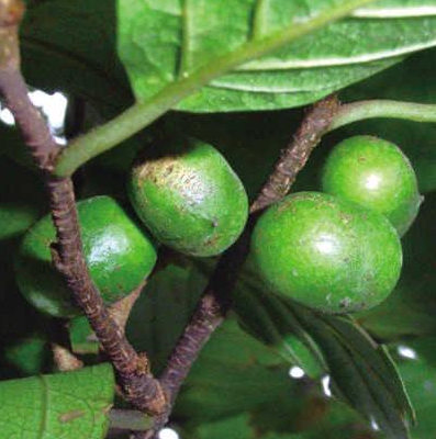 Pygeum Africanum: Benefícios para a Saúde Urológica