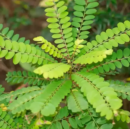 cha para pedra no rim