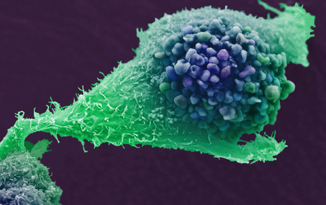 biologia celular da prostata