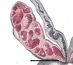 vesicula seminal