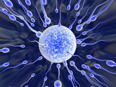 o que é espermatozoide