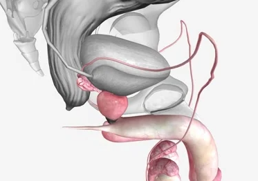 qual a função dos ductos deferentes